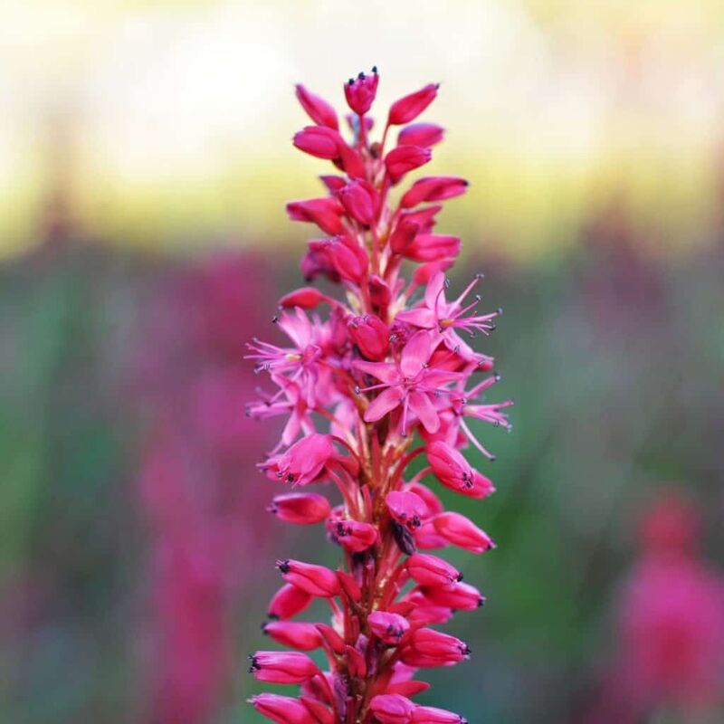 Persicaria speciosa ---